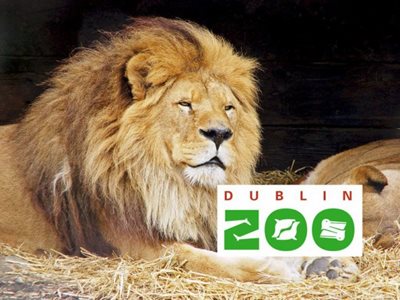 Image of Lion in Dublin Zoo