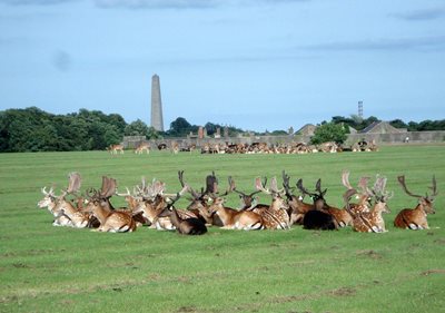 Image of deer's in Phoenix Park