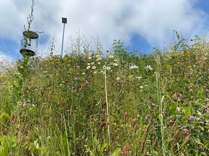 Image of wildflower meadow which is in our Broadstone Depot